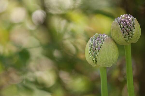 May Poster featuring the photograph Onion (allium Sp.) Flower Buds Opening by Maria Mosolova/science Photo Library