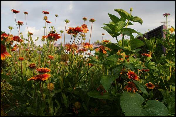 Orange Poster featuring the photograph Orange and Yellow by Sharon Popek