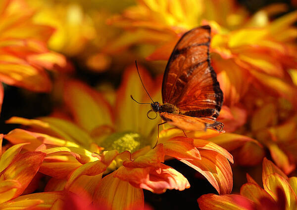 Mums Poster featuring the photograph Orange Butterfly On Yellow Flowers by Maria Angelica Maira