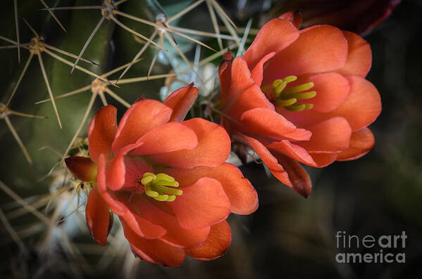 Orange Cactus Blooms Poster featuring the photograph Orange Cactus Blooms by Tamara Becker