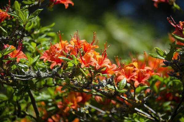 Orange Poster featuring the photograph Orange Rhododendron by Spikey Mouse Photography