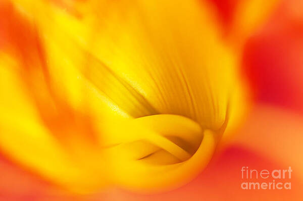 Tiger Lily Poster featuring the photograph Orange Sherbet by Gwen Gibson