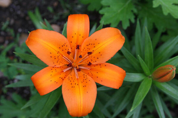 Beautiful Garden Flowers Poster featuring the photograph Orange Shout by Danny Darden