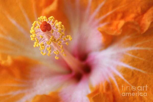 Flower Poster featuring the photograph Orangy Goodness by Peggy Hughes