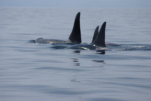 Orca Poster featuring the photograph Orca Family by Marilyn Wilson