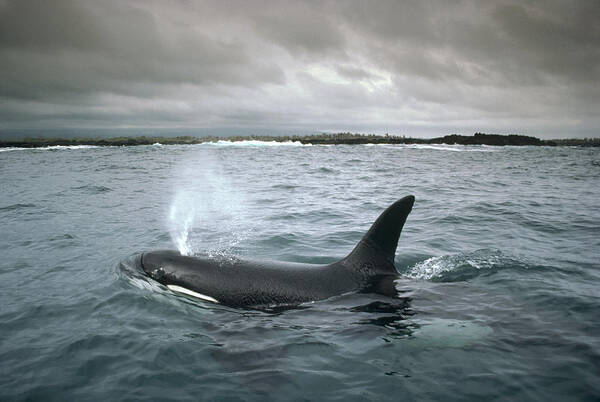 Feb0514 Poster featuring the photograph Orca Galapagos Islands by Tui De Roy