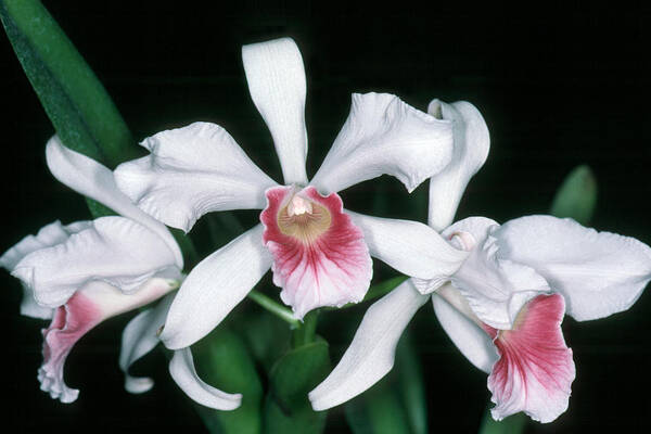 Flower Poster featuring the photograph Orchid 10 by Andy Shomock