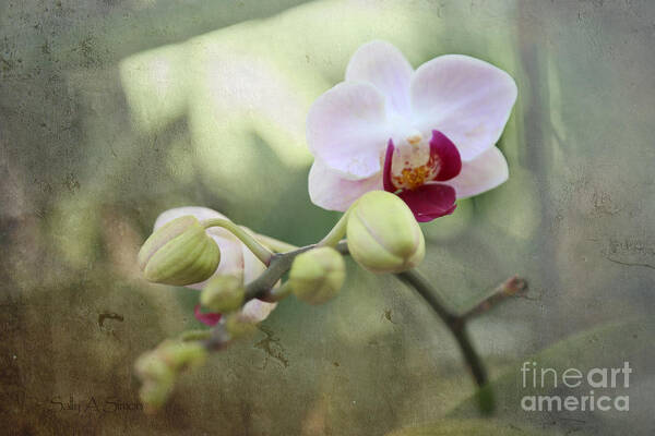 Orchid And Textures Poster featuring the photograph Orchid and Textures by Sally Simon