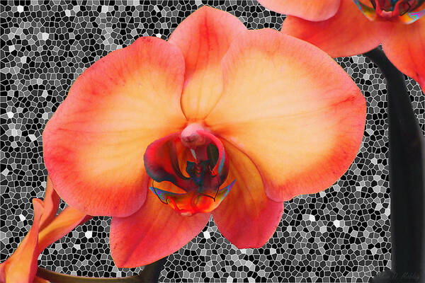 Nature Photography Poster featuring the photograph Orchid Explosion by Kim Mobley