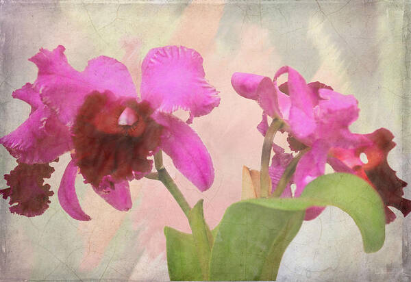 Flower Poster featuring the photograph Orchid in Hot Pink by Rosalie Scanlon