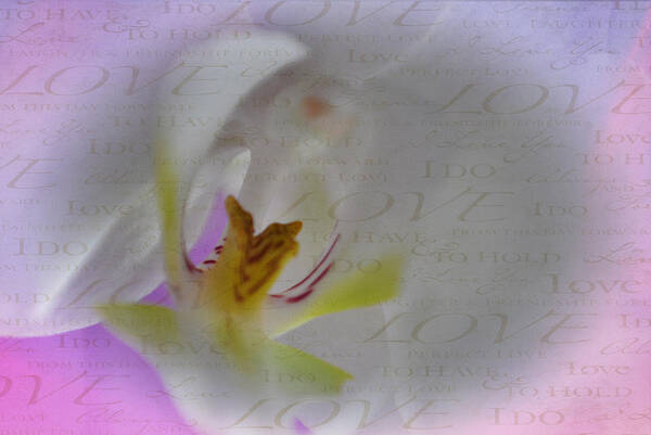 Love Poster featuring the photograph Orchid Love by Kathy Williams-Walkup