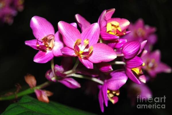 Purple Poster featuring the photograph Fuschia Fiesta by Angela Murray