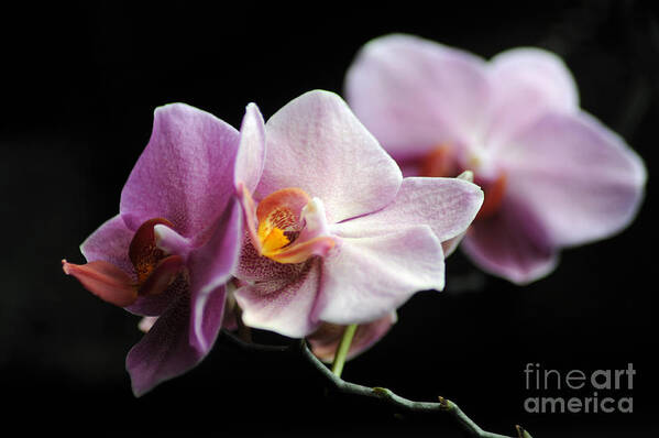 Orchid Poster featuring the photograph Orchid by Randi Grace Nilsberg