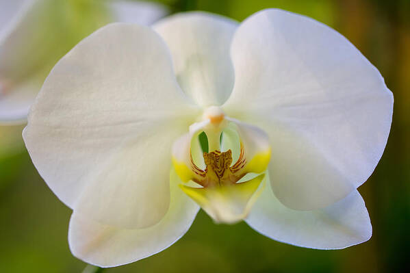 Nature Poster featuring the photograph Orchid Trilogy I by Darby Donaho