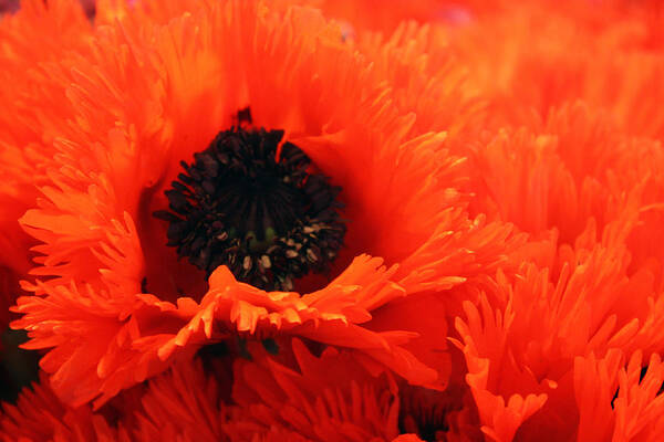 Flower Poster featuring the photograph Oriental Poppy by Gerry Bates