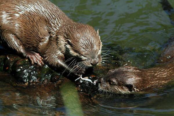 Oriental Small-clawed Otter Poster featuring the photograph Oriental Small-clawed Otters Feeding by Chris B Stock/science Photo Library