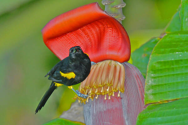 Bird Poster featuring the photograph Oriole in Banana Flower by Alan Lenk