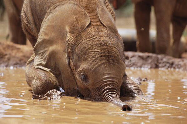 Feb0514 Poster featuring the photograph Orphan Isholta Playing In Mud Bath by Gerry Ellis