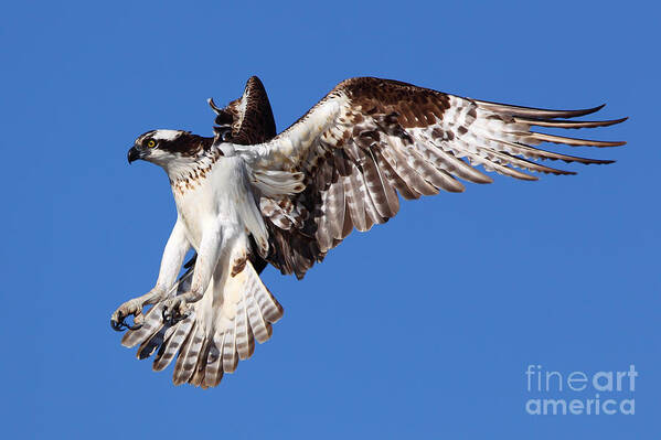 Osprey Poster featuring the photograph Osprey by Bill Singleton