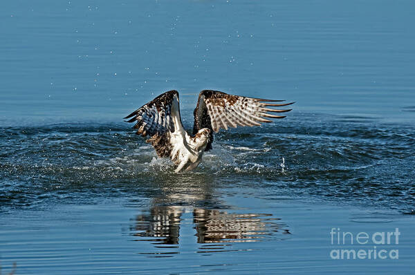 Animal Poster featuring the photograph Osprey Getting Out Of The Water by Anthony Mercieca