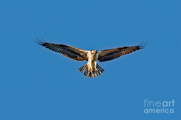 Animal Poster featuring the photograph Osprey Hovering by Anthony Mercieca