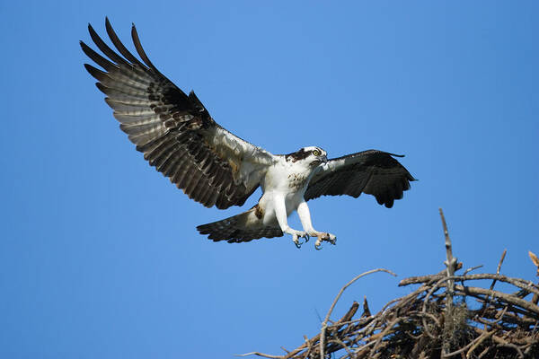 00221405 Poster featuring the photograph Osprey Landing by Tom Vezo