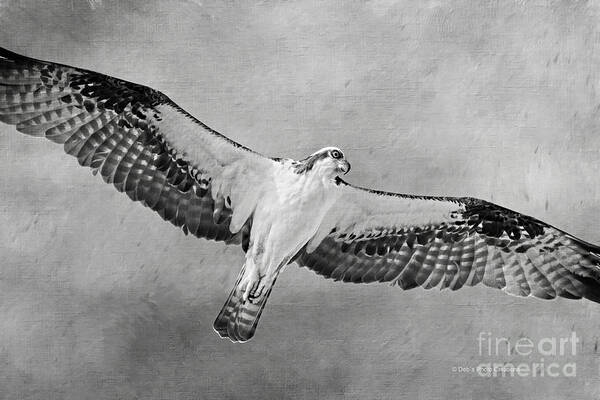 Osprey Poster featuring the photograph Osprey Medicine by Deborah Benoit