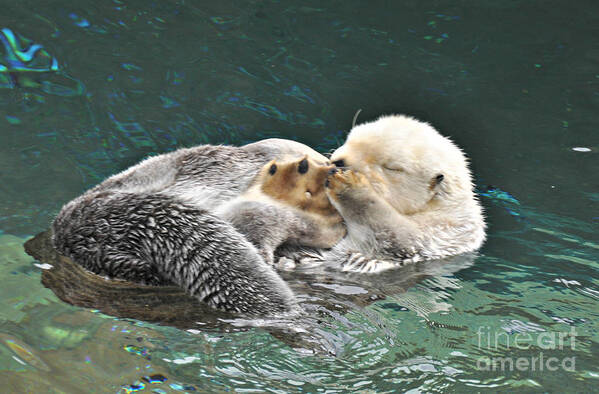 Otter Poster featuring the photograph Otter Dreams by Mindy Bench