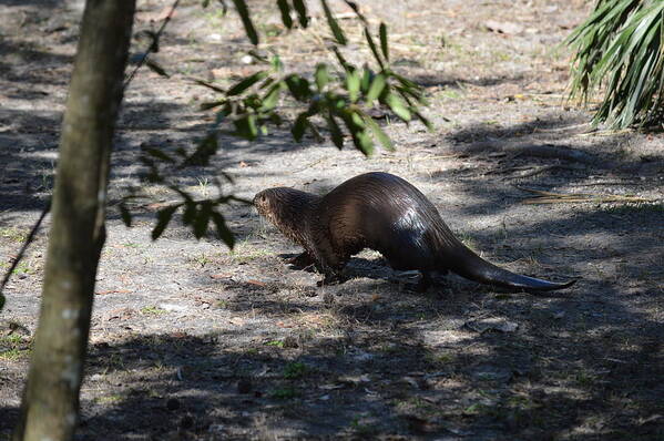 Florida Poster featuring the photograph Otter by Linda Kerkau