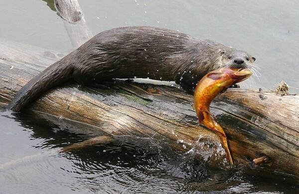 North American River Otter Poster featuring the photograph Otter with Trout by Max Waugh