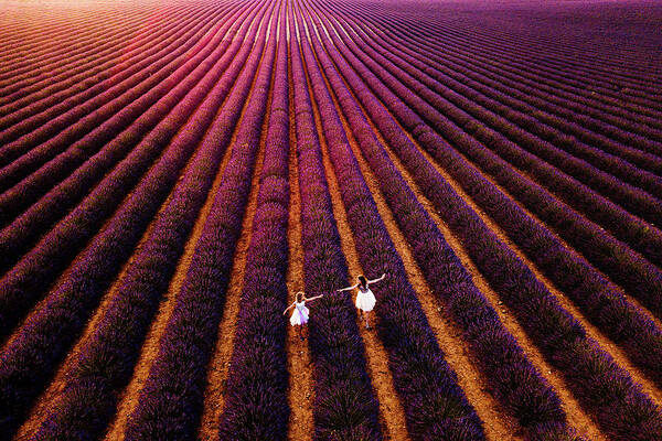 Lavender Poster featuring the photograph Our Way To ..us by Gina Buliga