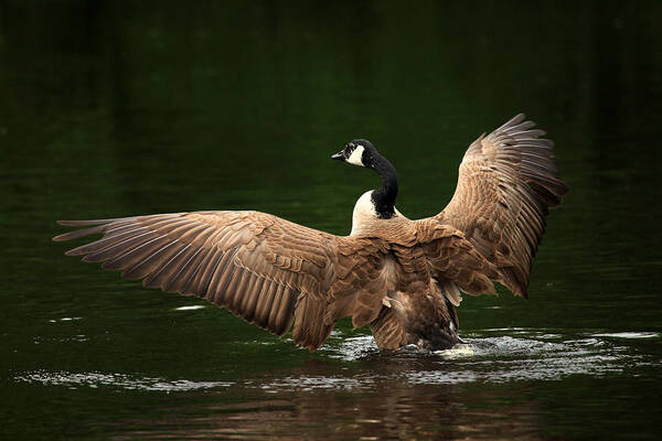 Goose Poster featuring the photograph Outstretched Wings by Karol Livote