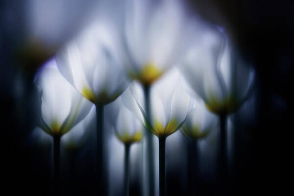 Flower Poster featuring the photograph Overlapping White by Takashi Suzuki