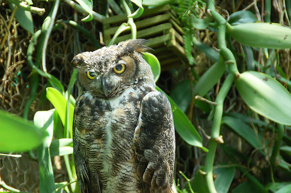 Owl Poster featuring the photograph Owl Portrait 3 by Aimee L Maher ALM GALLERY