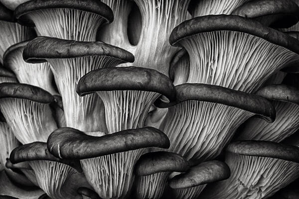 Fungus Poster featuring the photograph Oyster Mushrooms by Robert Woodward