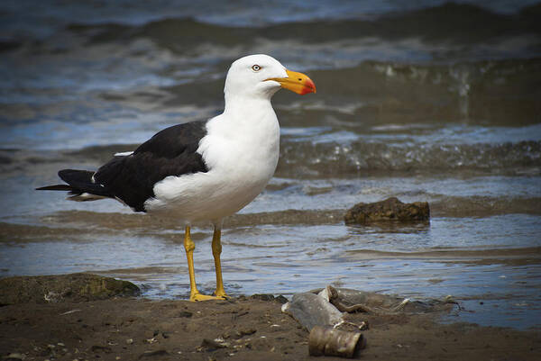 Pacific Gull Poster featuring the photograph Pacific Gull by Terence Kneale