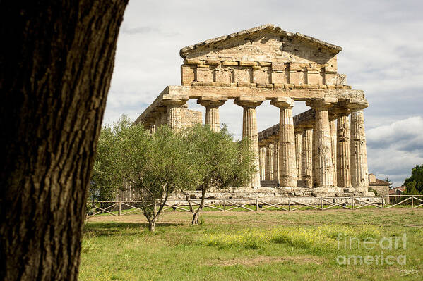 Italy Poster featuring the photograph Paestum Temple by Prints of Italy