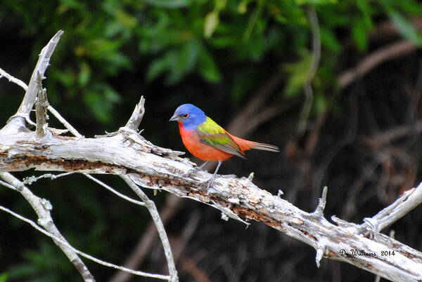 Painted Bunting Poster featuring the photograph Painted Bunting perched on limb by Dan Williams