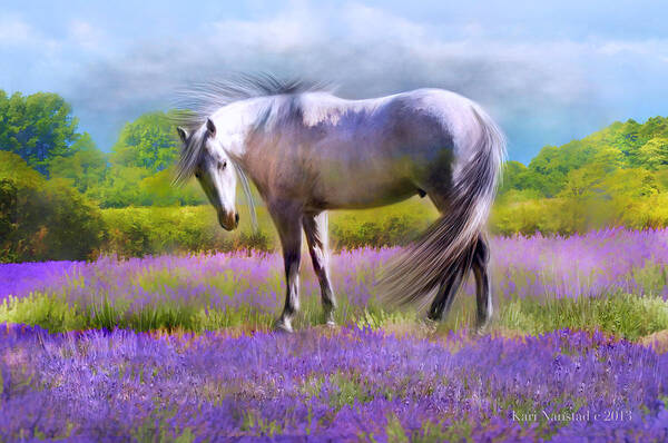 Grey Horse In Lavender Field Poster featuring the digital art Painted For Lavender by Kari Nanstad