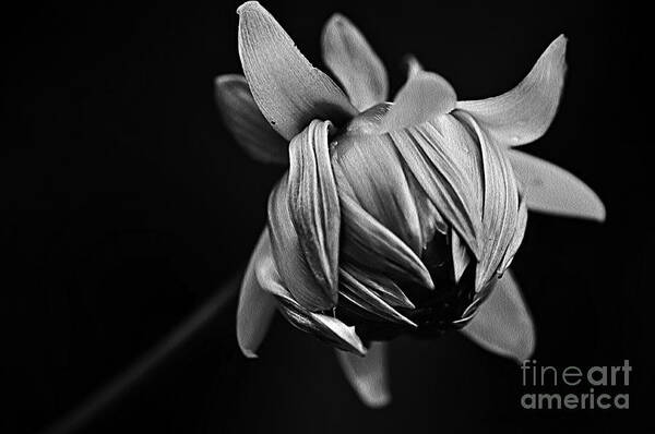 Photography Poster featuring the photograph Painterly Dahlia Bud in Black and White by Kaye Menner