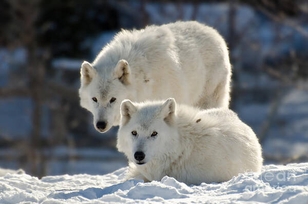 Arctic Poster featuring the photograph Pair of arctic wolves by Les Palenik