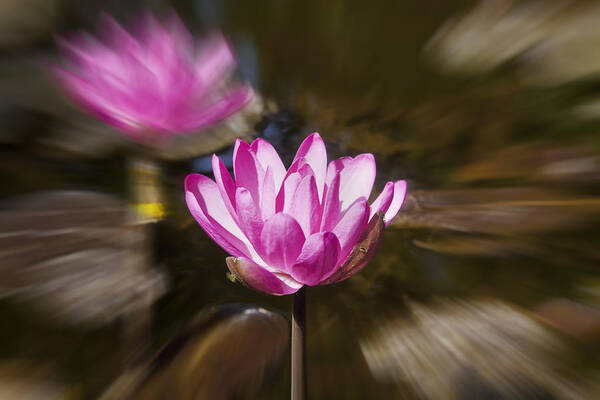 Horizon Poster featuring the photograph Pair of blooming Pink Water Lilies by Kantilal Patel