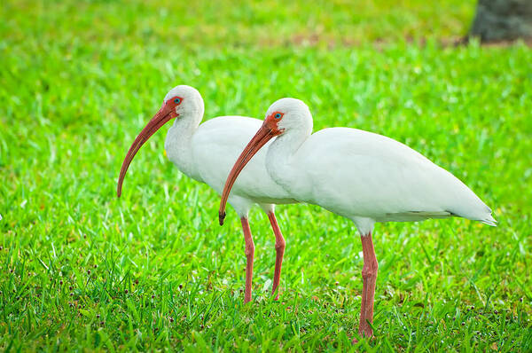 America Poster featuring the photograph Pair of White Ibis by Richard Leighton