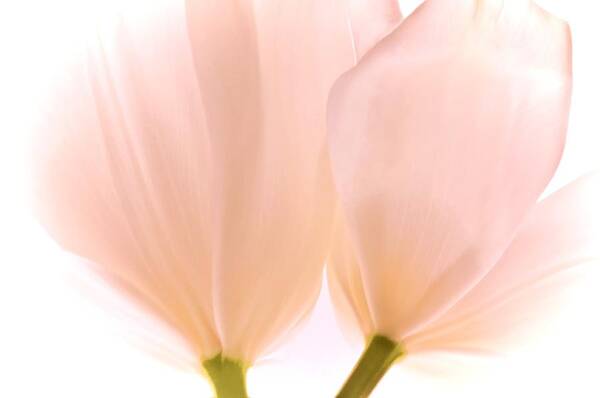 Flowers Poster featuring the photograph Pale Pink Tulips with Vignette by Phyllis Meinke