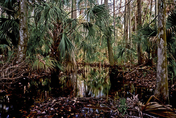 Chris Kusik Poster featuring the photograph Palm and Cypress. Three Lakes W.M.A. by Chris Kusik