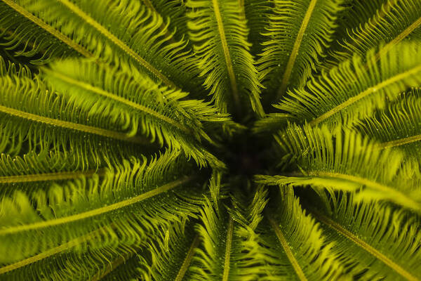 Vegetation Poster featuring the photograph Palm Fronds by Amber Kresge