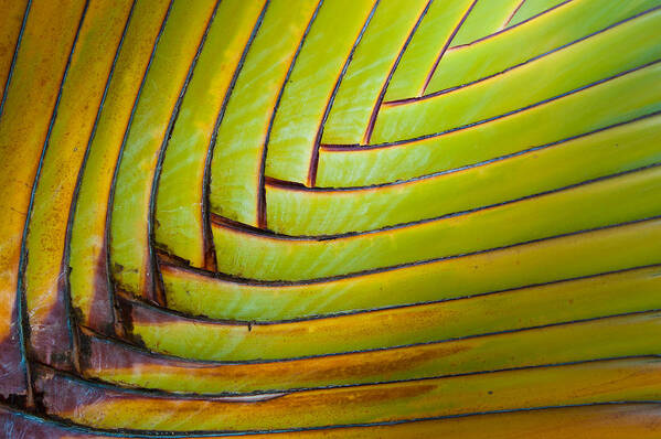 Green Poster featuring the photograph Palm Tree Leafs by Sebastian Musial
