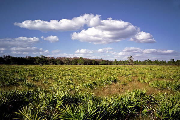 Blue Sky Poster featuring the Palmetto Field. Three Lakes W.M.A. by Chris Kusik