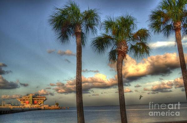 Pier Poster featuring the photograph Palms at the Pier by Timothy Lowry