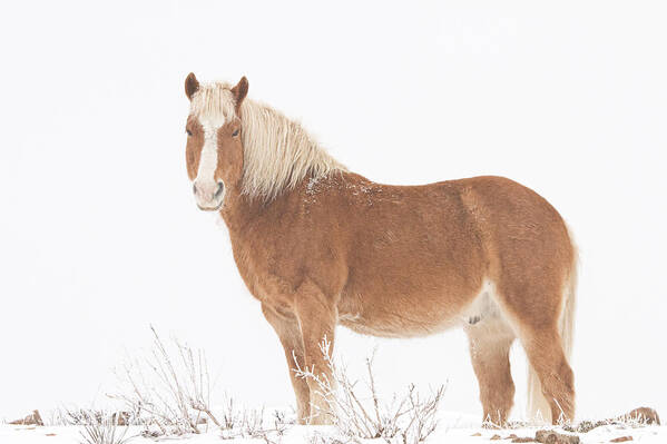Palomino Poster featuring the photograph Palomino Horse in the Snow by James BO Insogna